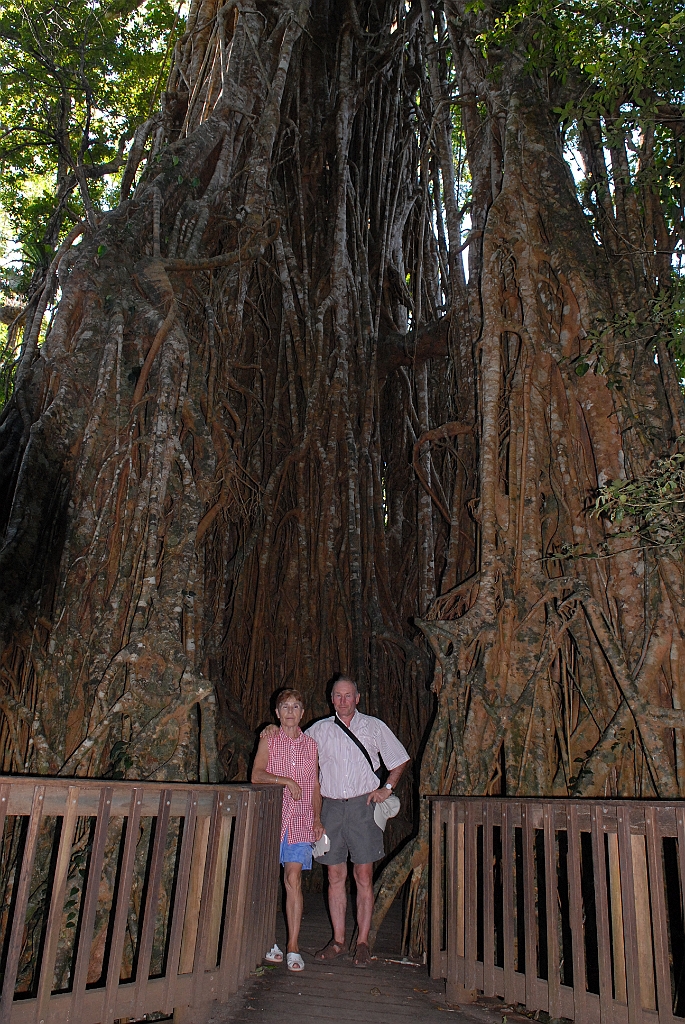 0496 Cathedral Fig Tree.jpg